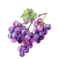 Fototapeta premium Poulsard grape purple violet branch vector illustration isolated on white background. Wine fruit, grape vine clip art, green leaf. Fresh juicy vegetarian organic food. 
