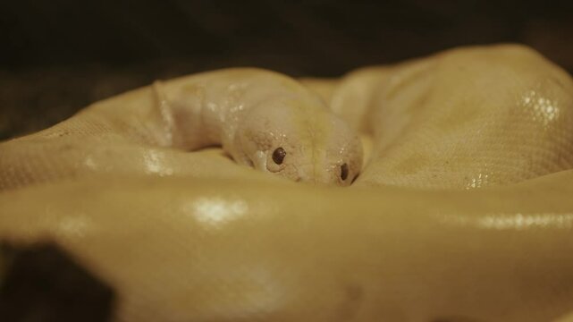 Close-up of a pale yellow python coiled up, with focus on its head and scales.