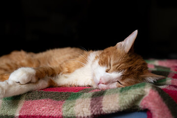Orange cat resting over bed, tired