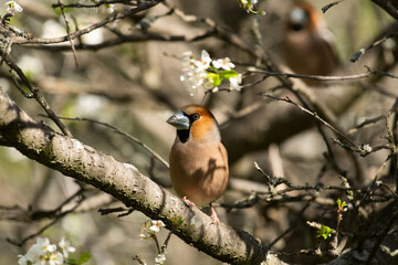 Hawfinch stands on a branch.