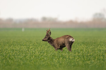 Beautiful roe deer with big horns in the field © predrag1