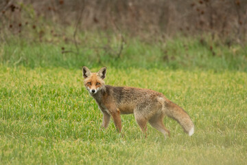 Fox in the grass