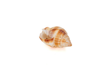 Striped conch seashell isolated on white background
