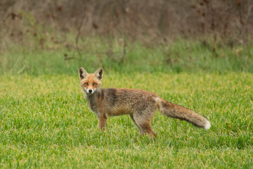 Fox in the grass