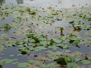 green water lily