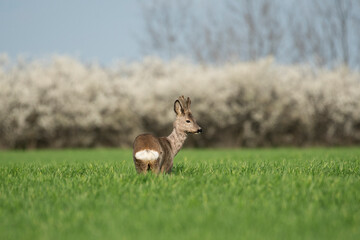 Roe deer in the green wheat