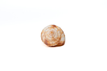 Top view of spiral shell on white background