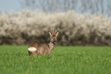 Roe deer in the green wheat