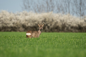 Roe deer in the green wheat