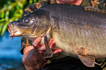 Obraz premium Carpfishing session at the Lake.lucky fisherman holding a giant common carp.Angler with a big carp fishing trophy.Fishing adventures.Fish trophy