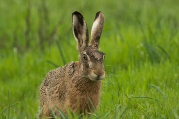 Wild rabbit in the field