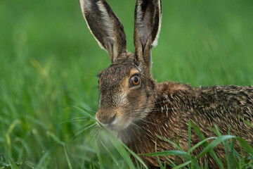 Wild rabbit in the field
