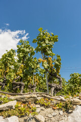 Weinregion Wallis, Schweiz, Wallis, Uvrier