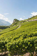 Weinregion Wallis, Schweiz, Wallis, Uvrier