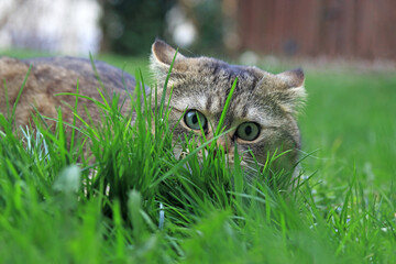 Lustiges Foto von einer kleinen dicken Katze mit großen Augen und angelegten Ohren