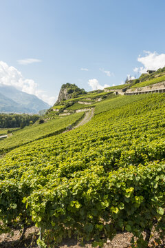 Weinregion Wallis, Schweiz, Wallis, Uvrier