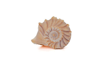 Sea shell close up isolated on white background