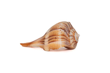 Brown Spotted Sea Shell Isolated