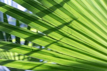 Green texture of banana palm tree leaf. Shadow on palm leaves. Nature background. Green texture of palm tree leaf. Nature background.
