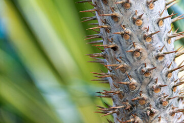 Plant cactus macro. Cactus needles close up. Blurred background.
