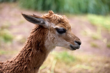 Obraz premium A young vicuña roams freely in the heart of the Peruvian Andes, embodying the untamed beauty of these highlands