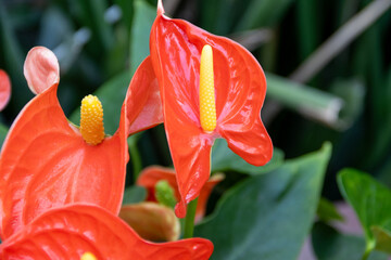 Anthurium flower close-up. Beautiful flowers in the botanical garden