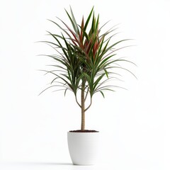 Elegant dracaena marginata plant in white pot.