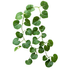 Trailing Swedish Ivy with Round Green Leaves Isolated on Transparent Background