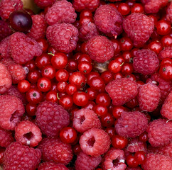 Frische Bio Garten Beeren (Himbeere, Ribisel, Stachelbeere)