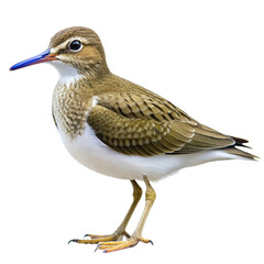 Fototapeta premium common sandpiper png, transparent background