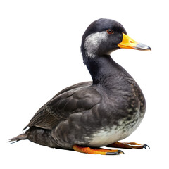 common scoter png, transparent background