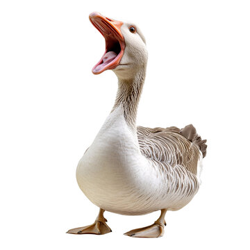 Gray goose with open beak on transparent background, calling out or honking loudly Concept of wildlife, farm animals, and avian communication