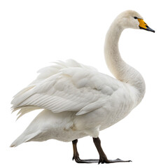 Obraz premium Tundra swan png, transparent background