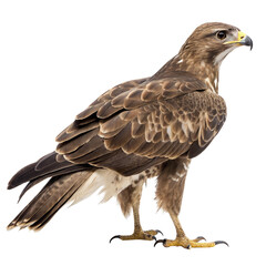 Fototapeta premium buzzard png, transparent background
