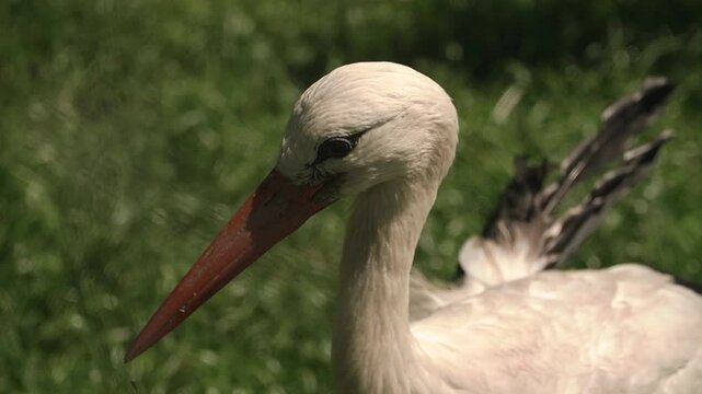 close-up shot of a stork looking around for food, long and sharp red beak in cracks, blinking, white long feathers