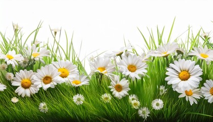 a vibrant fresh spring green grass lawn edge border adorned with daisy flowers isolated against a transparent background
