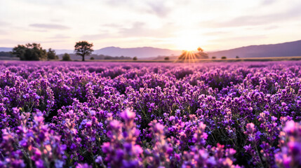 Obraz premium A vast field of lavender flowers, with the sun setting in the background. The sky is a beautiful mix of orange and pink hues, creating a serene and peaceful atmosphere
