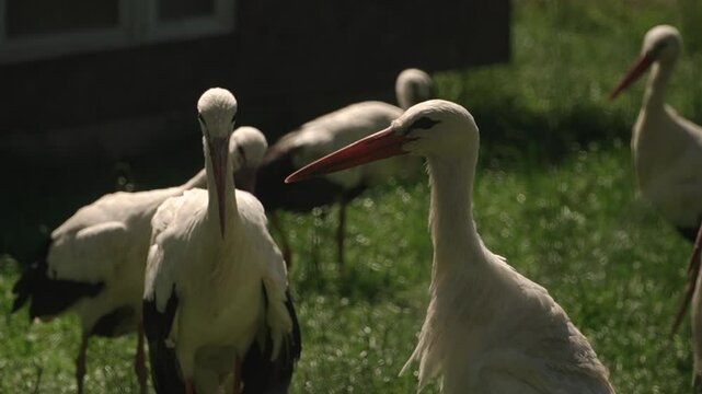 filming a flock of storks in nature, on a bright sunny day, the birds spend their leisure time in the zoo, communicate, look at visitors