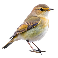 Fototapeta premium chiffchaff png, transparent background