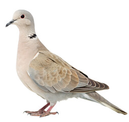 collared dove png, transparent background