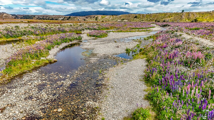 A sea of lupines in all kinds of colors in Southern Patagonia, Chile
