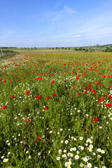 Klatschmohn (Papaver rhoeas), Blumenwiese im Frühling, Neusiedl