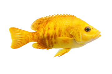 Large yellow fish with orange stripes swimming in a white background, isolated
