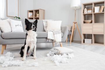 Naughty Border Collie dog with scattered pillow filling on floor at home