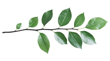 green leaves on white background