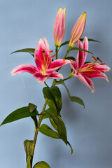 Beautiful pink flowers of lilium or lily, with stigma, style, anthers, filaments and tepals or petals, close up