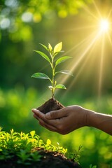 Holding a young plant in hand under sunlight in a green natural environment