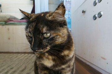 Portait of a black and golden brown striped domestic cat inside a motorhome