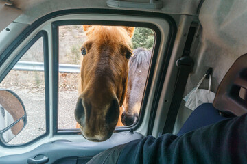 curious horse peeking with head into a car window of a camper van