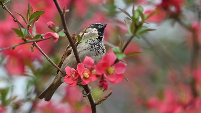 House Sparrow (Passer domesticus) Perched Among Delicate Sakura Blossoms - Spring Harmony. A songbird in the wild. Slow motion.